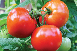 SL 50 Seeds Celebrity Tomato Juicy Tomatoe Vegetable Garden Edible Food - £2.56 GBP