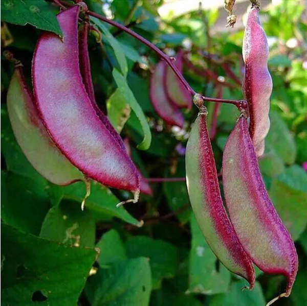 Fresh Purple Hyacinth Bean Seeds - 10 Seeds W Red Leafed Beans - Dolichos Lablab - £15.65 GBP