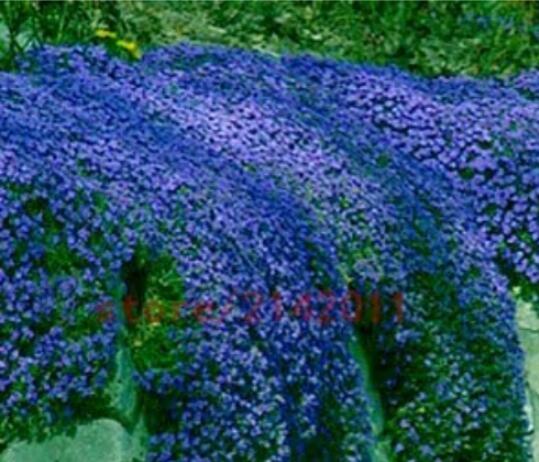 100Seeds Dark Blue Creeping Thyme Seeds Rock Cress Ground Cover Flower Garden Fr