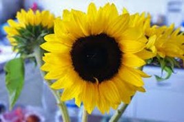 Sunflower, Mammoth Grey Stripe 25+ Seeds Organic Newly Harvested, 8-12 Foot Tall - £1.95 GBP