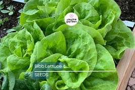 Bibb Lettuce Seeds | Heirloom, Non-GMO | Butterhead Lettuce | Crisp &amp; Sw... - $4.99+