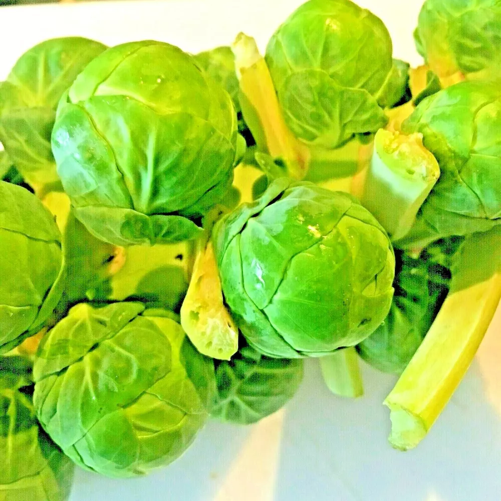 Brussels Sprouts 100 Seeds Spring Garden Heirloom Vegetable Non-Gmo Greens - $4.55