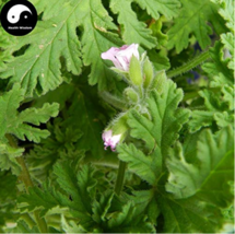 Semente 200pcs Plant Herb Insect Repellent Grass - $87.84 MXN