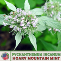 Hoary Mountain Mint 100 Seeds, Pycnanthemum incanum, Native Perennial Wildflower - £10.99 GBP