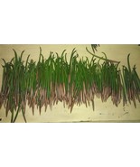 10 RED MANGROVE  PROPAGULES 100% Organic SALWATER / FRESHWATER - $432.54 MXN