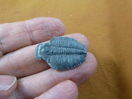 (F704-6) Trilobite fossil trilobites extinct marine arthropod I love fos... - €12,83 EUR