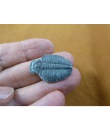 (F704-6) Trilobite fossil trilobites extinct marine arthropod I love fos... - €12,93 EUR