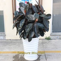 1 Pack 50 Seeds Bonsai Ficus Elastica A Indian Rubber Tree Seeds #Nf200 Garden B - $23.95