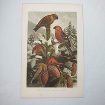 Antique Bird Print Lithograph Crossbill &amp; Hooked Finch Birds 1882 - £22.42 GBP