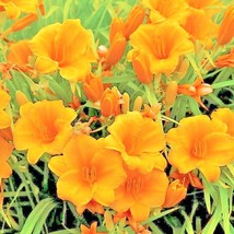 25 Orange Stella De Oro Daylily Seeds USA Shipping - £7.75 GBP