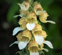 200 Grecian Foxglove Wooly Digitalis Lanata Hummingbird White Yellow Flower Seed - $14.50