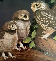 Little Owl Art Print Color Plate Birds Of Prey Vintage Nature 1979 DWT11A - $34.99