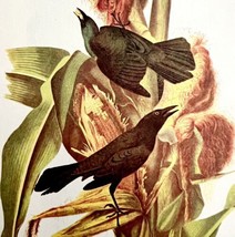 Purple Grackle 1950 Lithograph Art Print Audubon Bird First Edition DWU14F - £23.97 GBP
