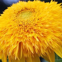 20 Golden Cheer Sunflower Seeds New Fresh Seeds USA - $13.30