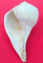 Rare Large Size Dakshinavarti Shankh / Right Handed Shell-
show original... - $486.11