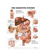 Open Box The Digestive System Anatomical Chart-Paper - $481.61 MXN