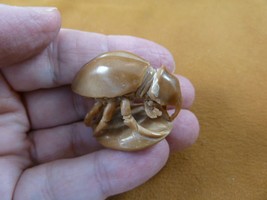 (tb-ins-9-1) tan Hercules beetle Tagua NUT figurine Bali detailed insect... - $35.76