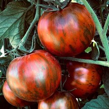 Black Zebra Tomato Seeds (5) - Exotic &amp; Striped, Grow Your Own Organic Tomatoes, - £5.62 GBP