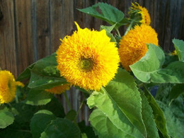 Sunflower Seeds Teddy Bear Sungold 500 Sunflower Seeds Garden USA Seller - £11.01 GBP