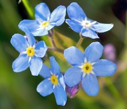 FORGET ME NOT FLOWER SEEDS 100 FRESH SEEDS - £5.28 GBP