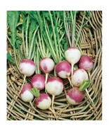 ADW 500 American Purple Top Rutabaga Seeds Fresh Harvest Fast Growing - $241.11 MXN