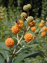 Buddleia Globosa Chilean Orange Ball Shrub Seeds New Fast Shipping - $337.12 MXN