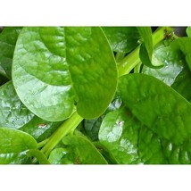 USA Seller Malabar Green Spinach Seeds Fast Shipping - £10.13 GBP