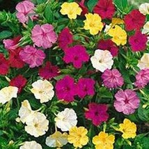 Lwstore Four Oclock Mix Colors 50 Seeds Usps Shipping - $9.42