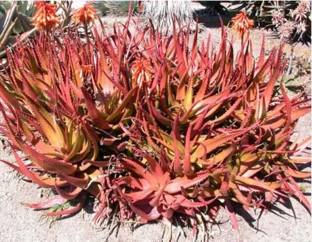 ALOE CAMERONI Red Aloe Vera Succulents Garden Plants 5 seeds Item image 2