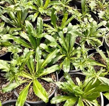 HT 200 Seeds Culantro Seeds Mexican Coriander Culantro Recao Fast Grow - $13.32
