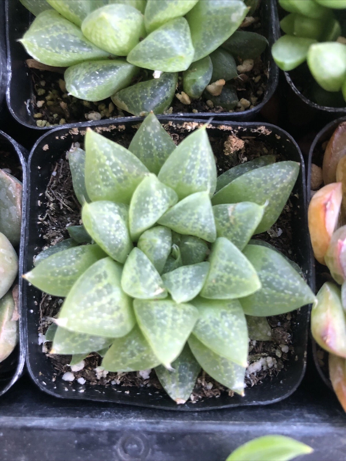 RARE HAWORTHIA RETUSA exotic garden succulent aloe cactus cacti plant 2&quot;... - $26.88
