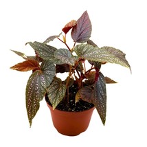 Begonia Benigo Pink Angel Wing Cane Begonia 6 inch Pink Polka Dot Maculata - £18.21 GBP