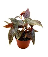 Begonia Benigo Pink Angel Wing Cane Begonia 6 inch Pink Polka Dot Maculata - $23.16