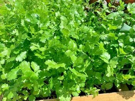 Cilantro Slow Bolt Organic Heirllom Non GMO Bulk Seeds - $197.09 MXN