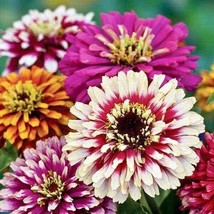 BS 100 Whirligig Mix Zinnia Seeds Fast Grow - $12.80