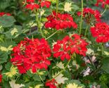 25 Happy Thought Geranium Seeds - $8.49