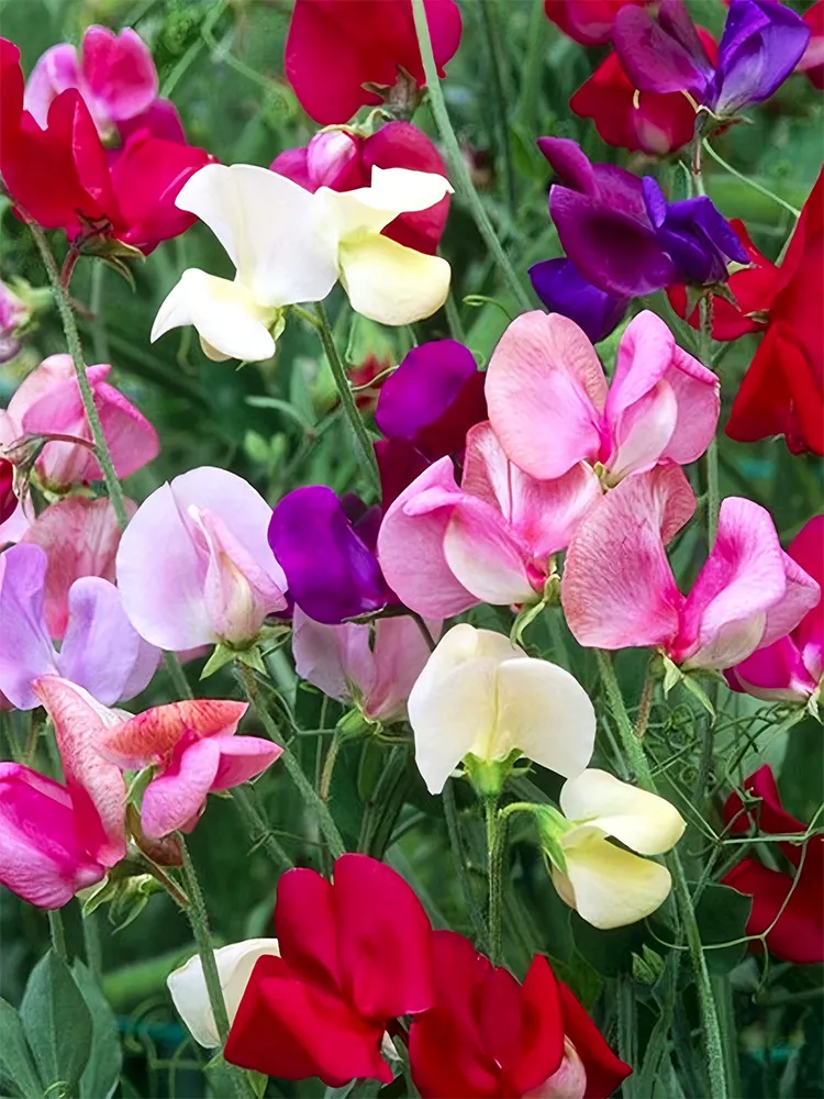 500 Mixed Tall Sweet Pea Seeds -  beautiful blend of colors - £18.02 GBP