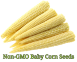 25 Seeds Baby Corn Non-Gmo Heirloom Fresh Garden - £7.70 GBP