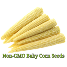 25 Seeds Baby Corn Non-Gmo Heirloom Fresh Garden - £7.80 GBP