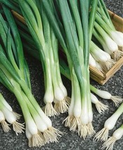 100 White Lisbon Green Bunching Onion Seeds Or Scallion - £5.87 GBP