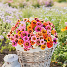 100 Button Box Mix Dwarf Zinnia Seeds US Seller Fast Shipping - £4.11 GBP