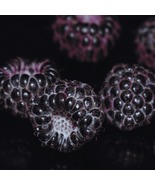 Niwot Black Raspberry Plugs – Bare Root, 1-Year-Old – Everbearing Black ... - $642.78 MXN