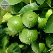 Lemon Mexican Green Fruit Tree Seeds 20 Seeds Pack Juicy Tasty Giant Org... - £9.49 GBP