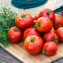 50 Seeds Big League Tomato Juicy Tomatoe Vegetable Edible Food Fresh Garden - $9.32