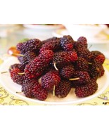 BPA 15 Seeds Mulberry Tree Bush Morus Rubra Red Berry Fruit From USA - £7.76 GBP