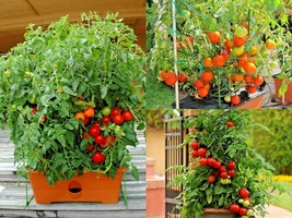 26+Patio BUSH TOMATO Compact 36" Plant Vegetable Seeds Garden Container - £10.22 GBP