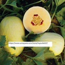 Crenshaw Melon Seeds - Fruit Seeds - BOGO - £0.78 GBP