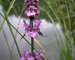 Sale 25 Seeds Marsh Woundwort Hedge Nettle Stachys Palustris Herb Purple... - $9.90