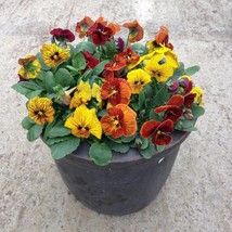 50 Viola Seeds Angel Tiger Eye Mix Pansy Seeds Gardening USA Shipping - £12.03 GBP