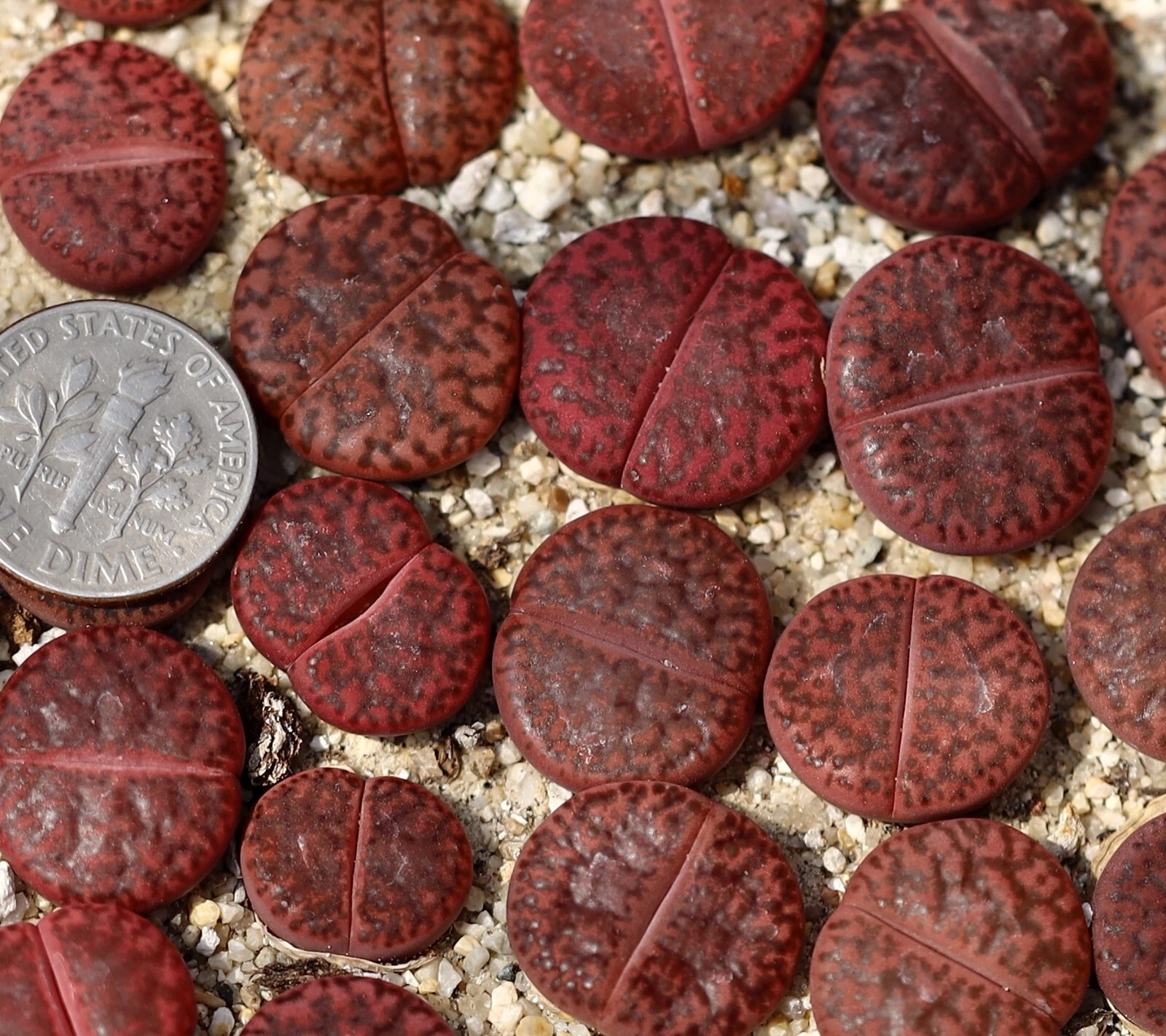Plant-one-Lithops bromfieldii Rubroroseus Embers C393A - $13.37